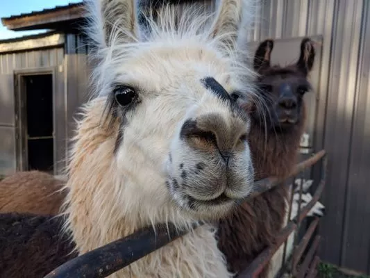 A group of llamas outside the barn