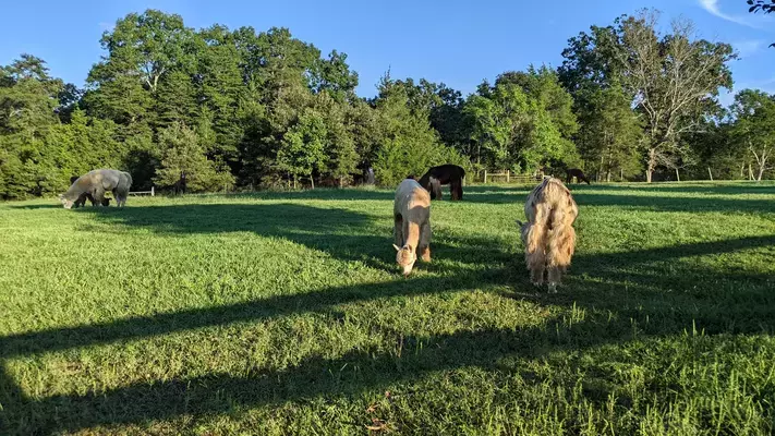 An image of a number of llamas grazing in a pasture.