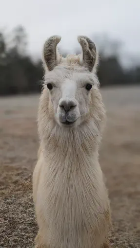 An image of a llama named Thomas