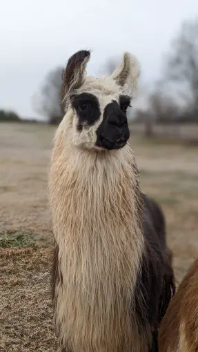 An image of a llama named King