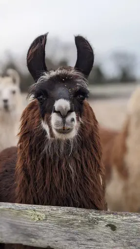 An image of a llama named Jamieson