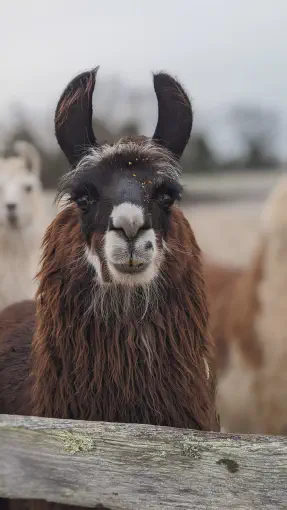 An image of a llama named Jamieson