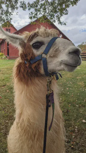 An image of a llama named Teriyaki