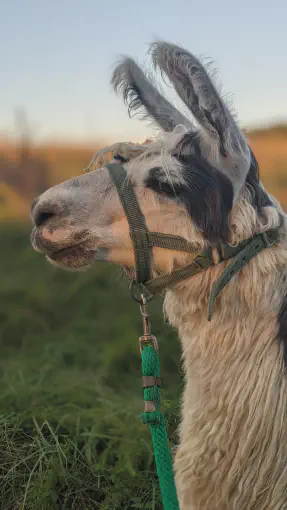 An image of a llama named Flemming