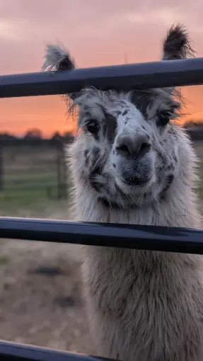 An image of a llama named Fitz