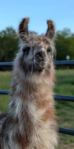 An image of a llama named Gryffindor