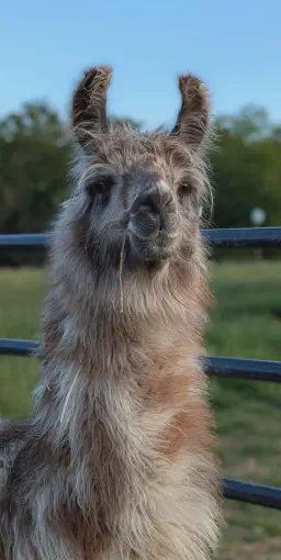 An image of a llama named Gryffindor