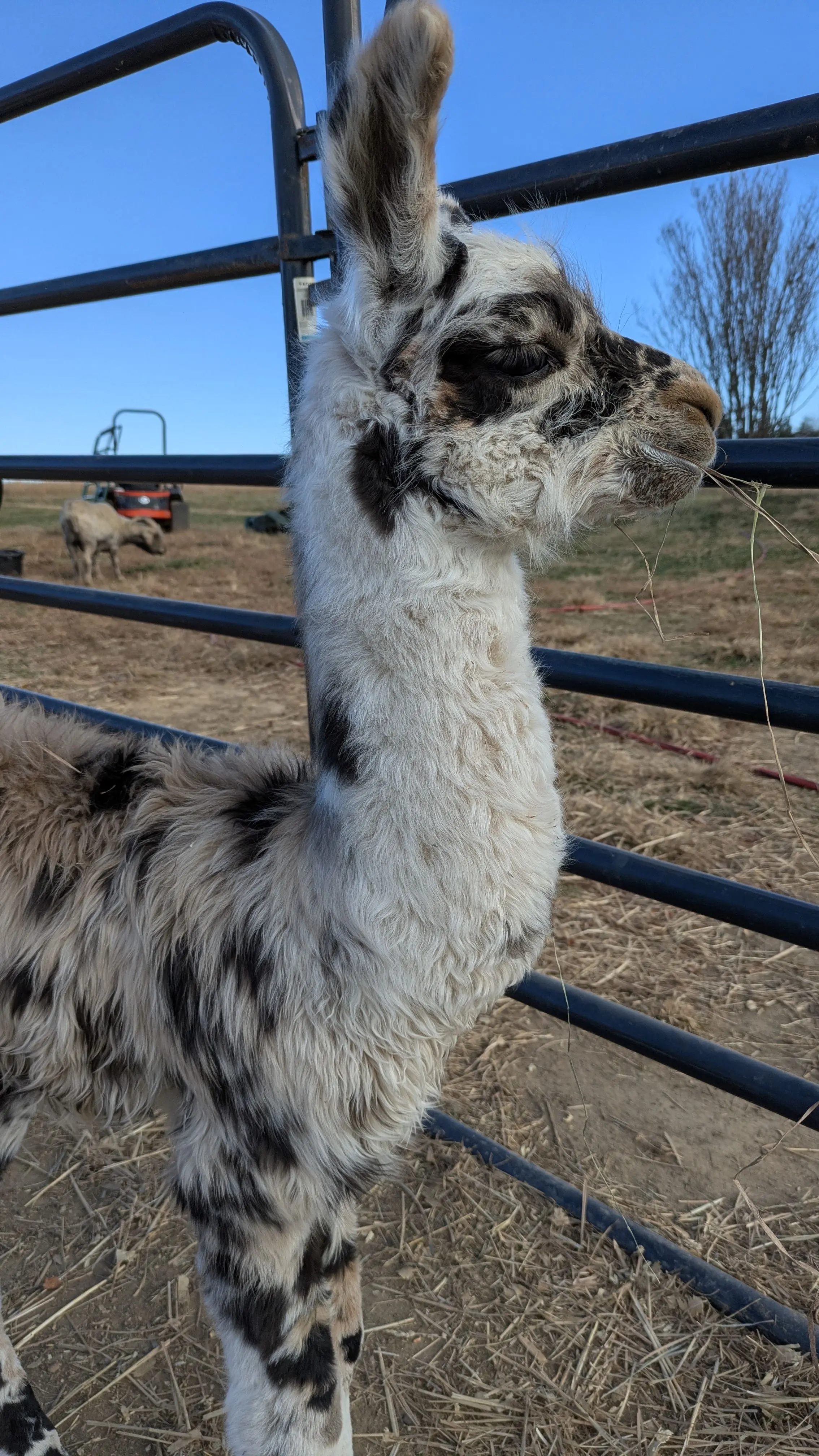 Vertical close-up, profile view of a young llama named Domino with distinctive white and black mottled fleece, standing by a blue metal gate and nibbling on a piece of hay. A tractor and an angora goat are visible in the blurry background under a clear blue sky.