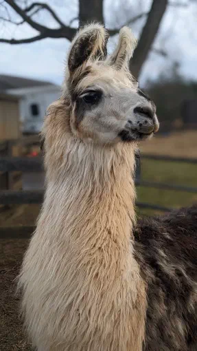 An image of a animal named Miss Bennett