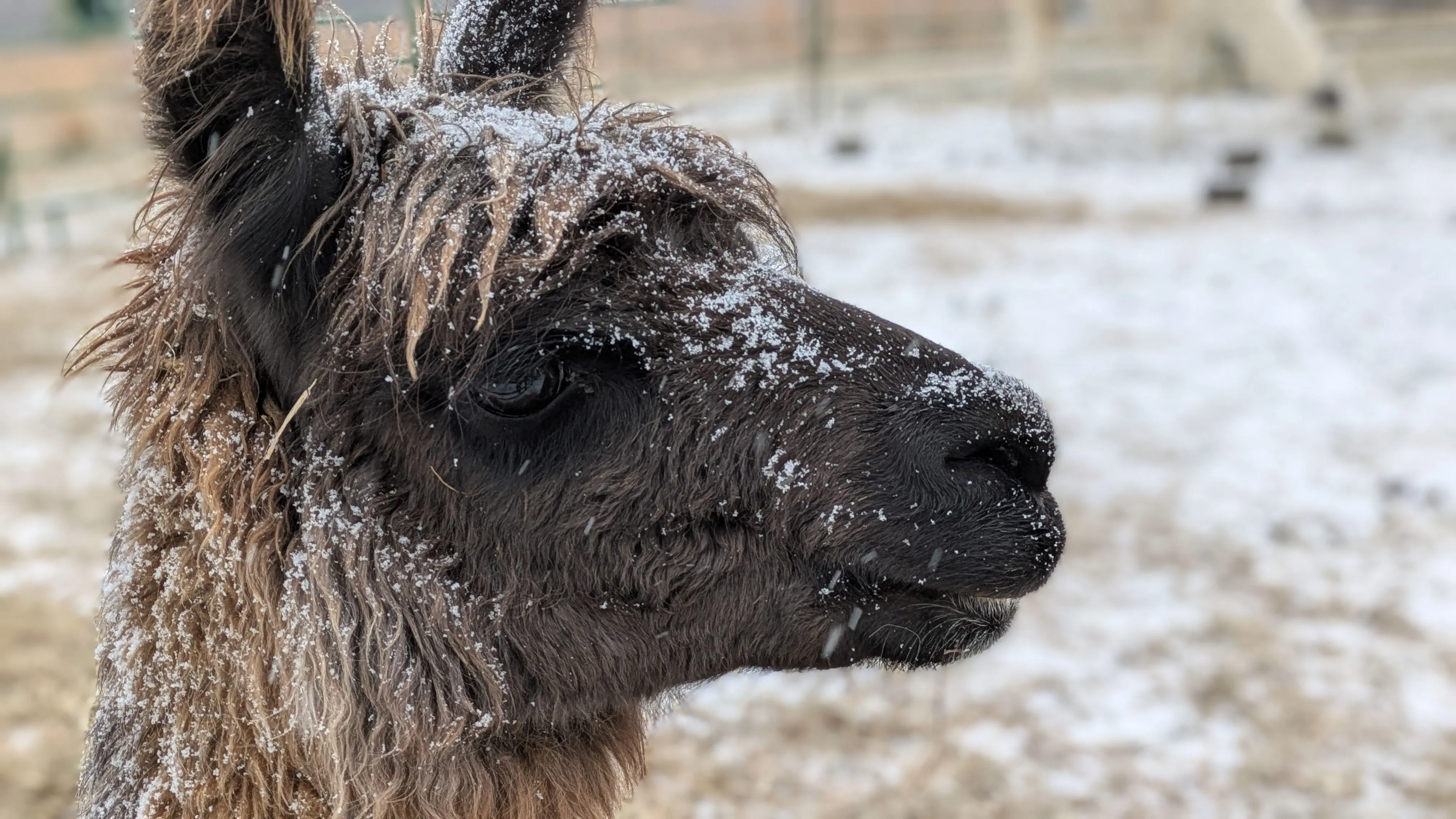 An image of a llama named Source Code in the snow